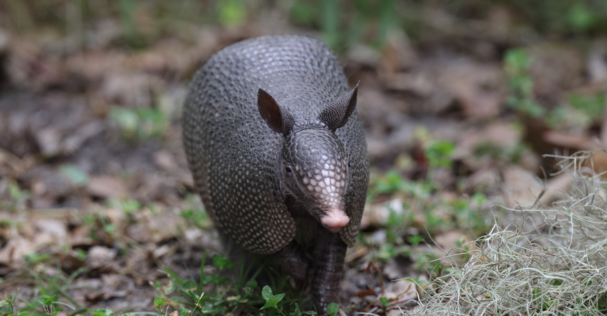 armadillo