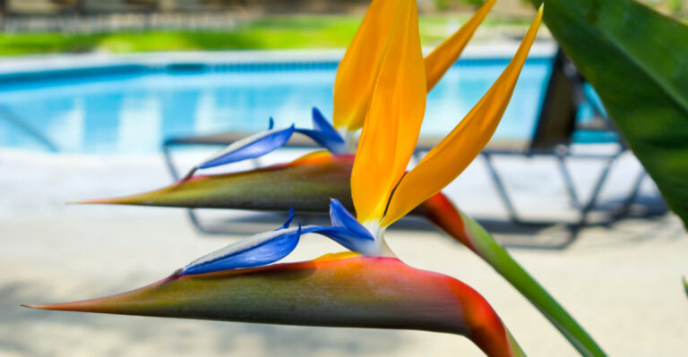 bird of paradise