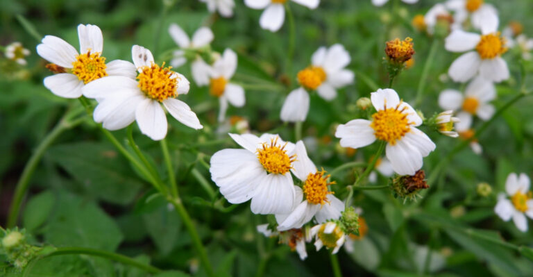 These Are The Florida Purslane And Edible Weeds Worth Keeping In Your Garden This Summer