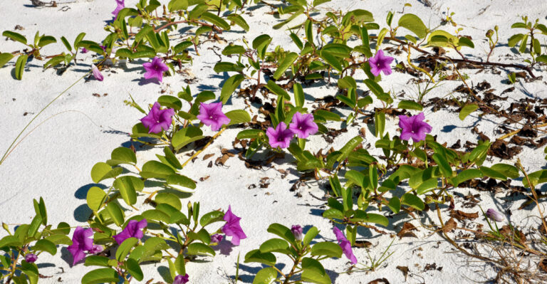 railroad vine