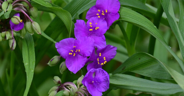 Spiderwort
