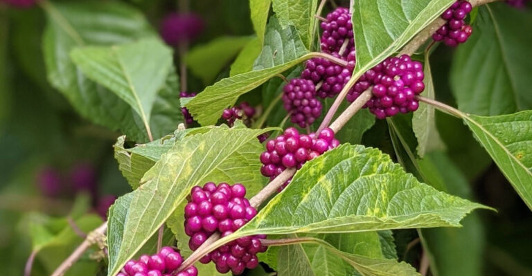 American beautyberry