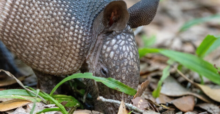 These Are The Florida Yards Armadillos Destroy First And What Makes Them A Target