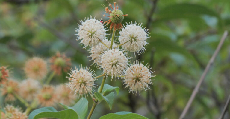 buttonbush