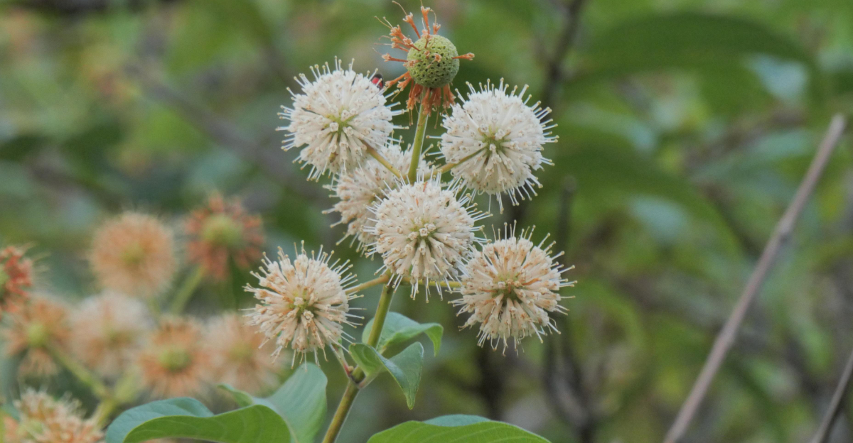 buttonbush