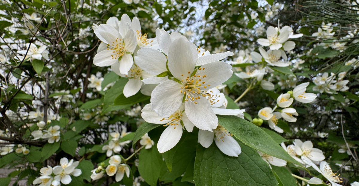 mock orange