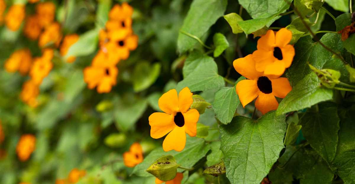 plant plant (featured image)