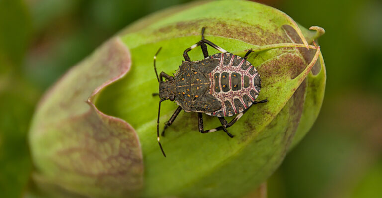 bug (featured image)
