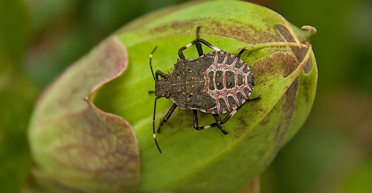 bug (featured image)