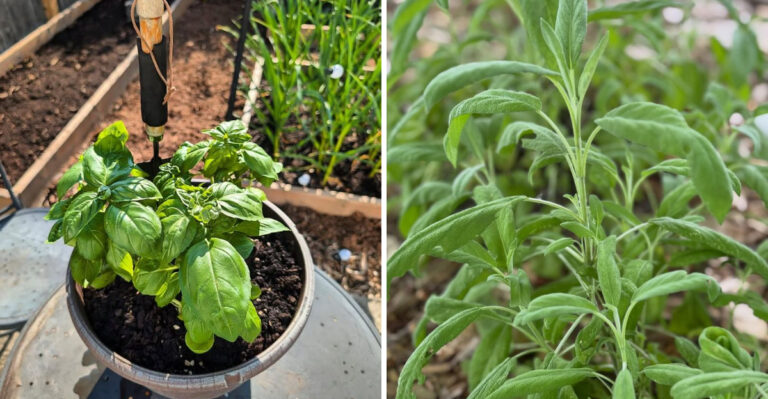 These Are The Georgia Herbs That Survive Summer Heat And Keep Producing Through September