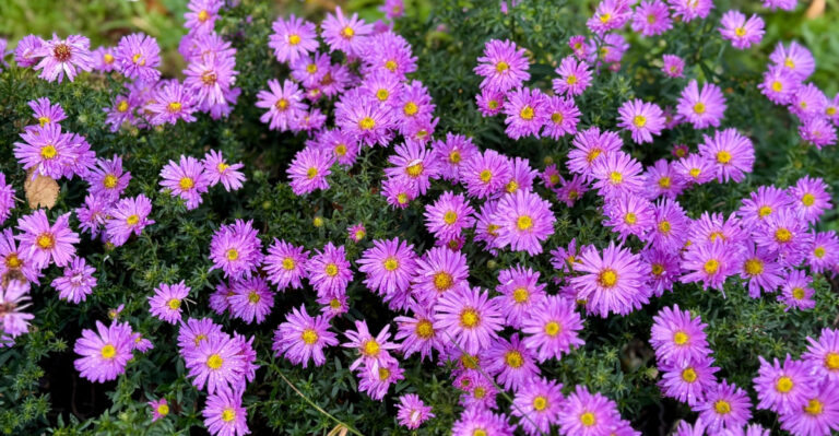 These Are The Georgia Native Perennials That Come Back Bigger And Better After You Cut Them Down