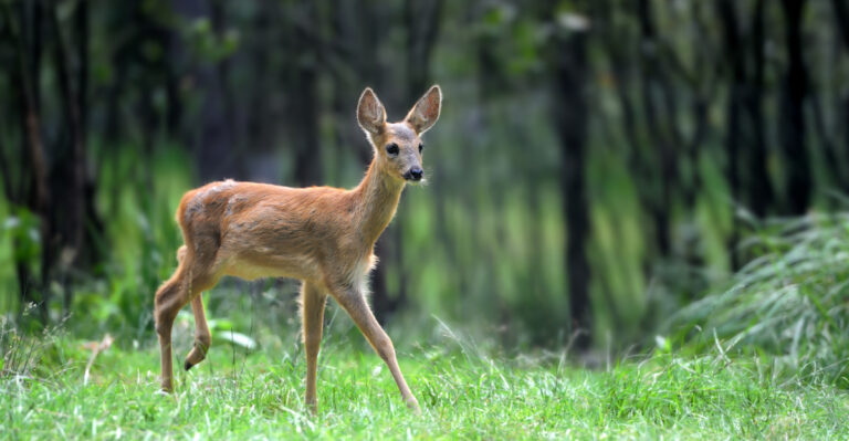 deer (featured image)
