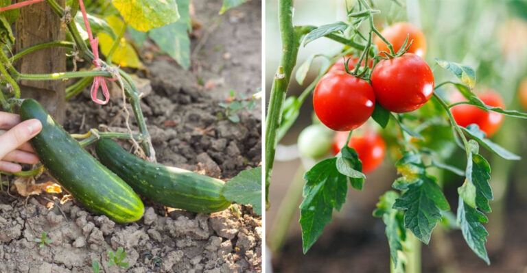 These Are The Georgia Vegetables That Handle Summer Heat And Keep Producing Through August