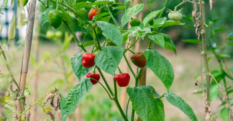 peppers (featured image)