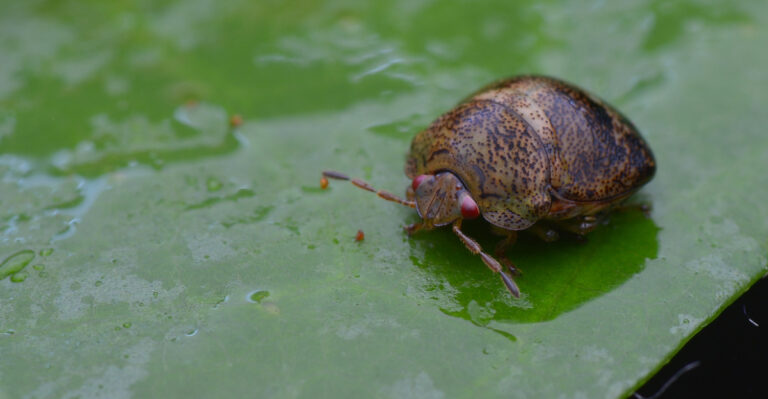 kudzu bug (featured image)