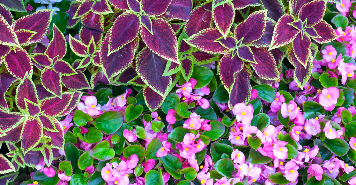Pink begonia in bloom and purple coleus