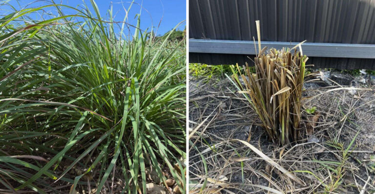 These Are The Lemongrass Mistakes That Slow Growth In Arizona Summer Heat