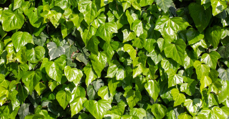 plant (featured image)