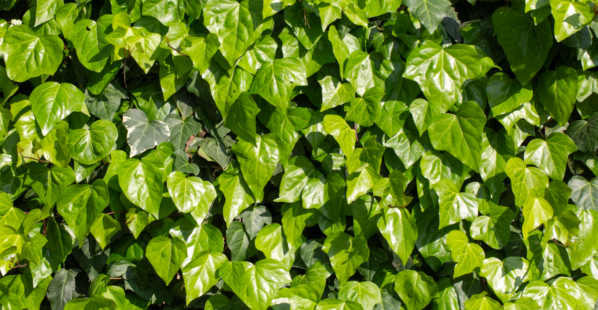 plant (featured image)