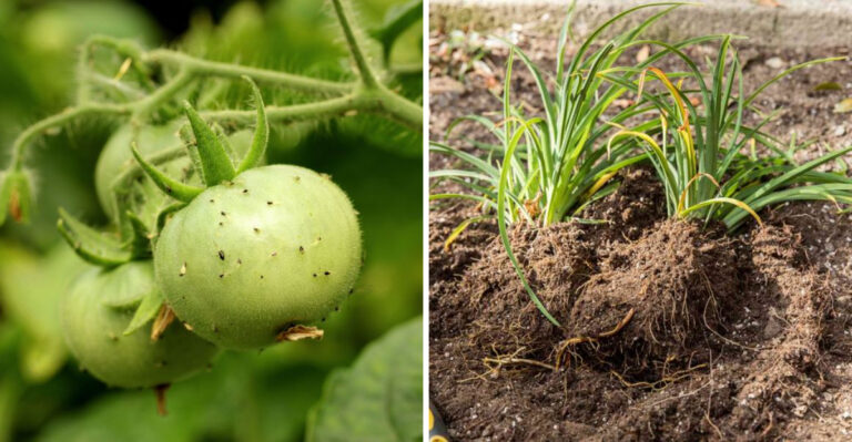 These Are The Most Important Texas Garden Decisions To Make Before June Ends
