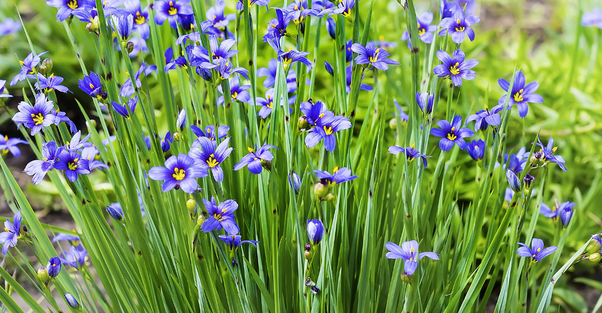 Sisyrinchium angustifolium