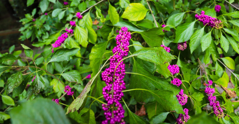beautyberry