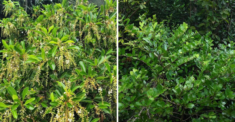 Wild Olive and Cocoplum