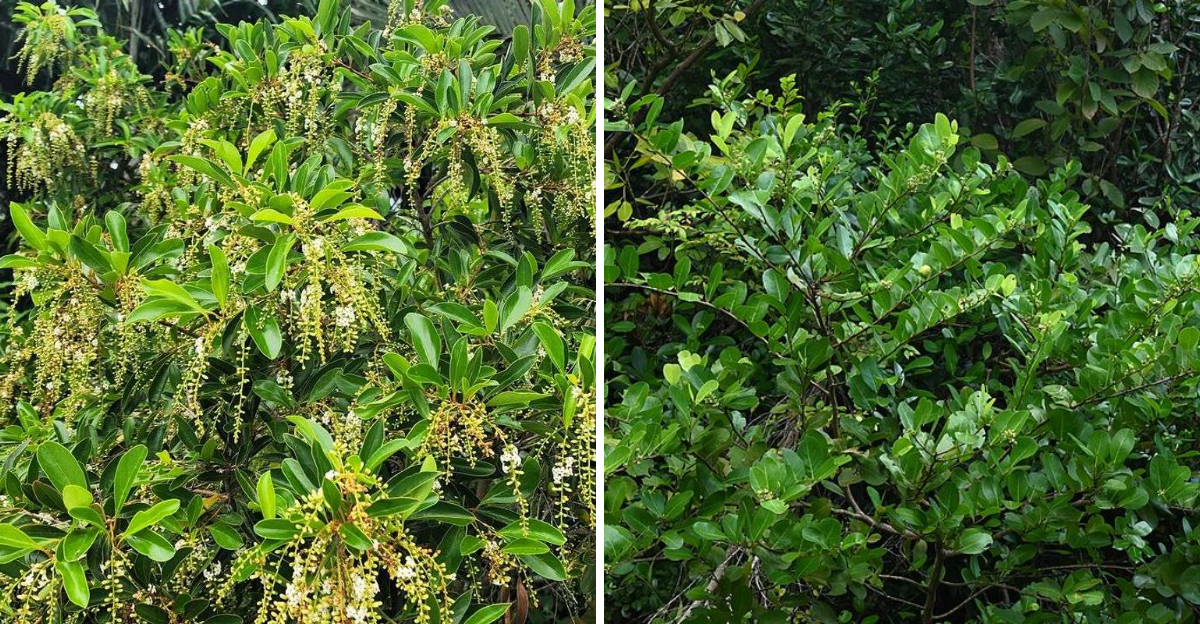Wild Olive and Cocoplum