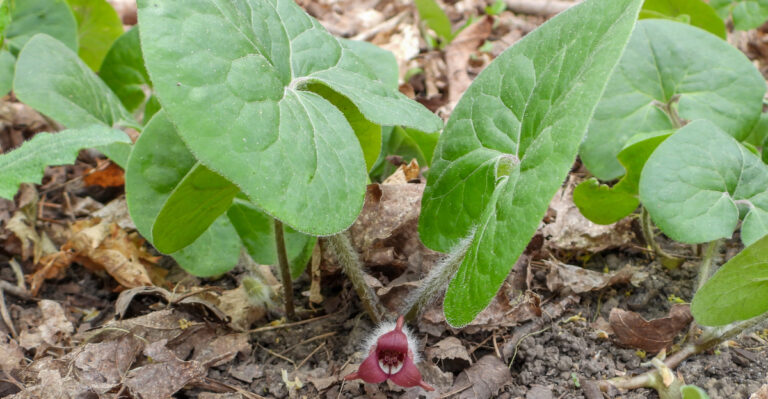 wild ginger