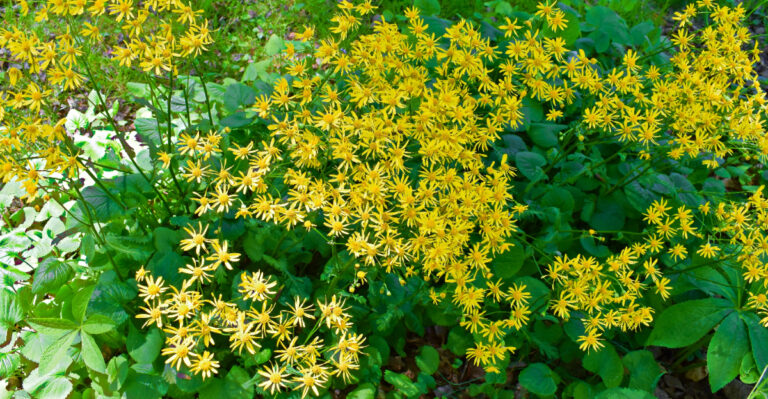 Golden Ragwort