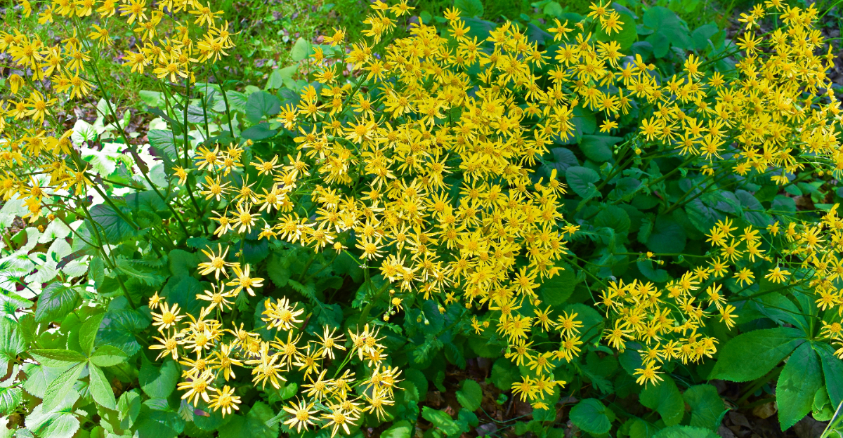 Golden Ragwort