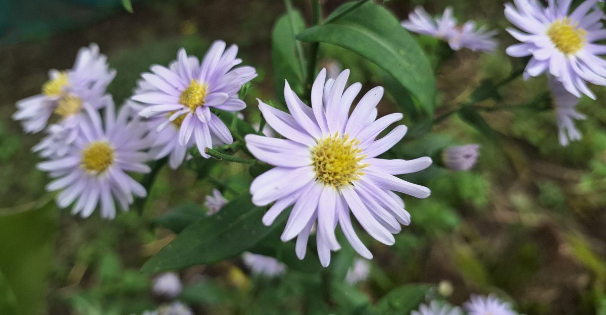 Symphyotrichum laeve