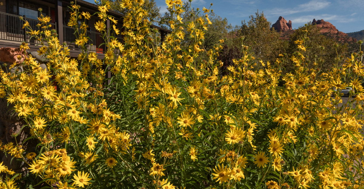 Maximilian Sunflower
