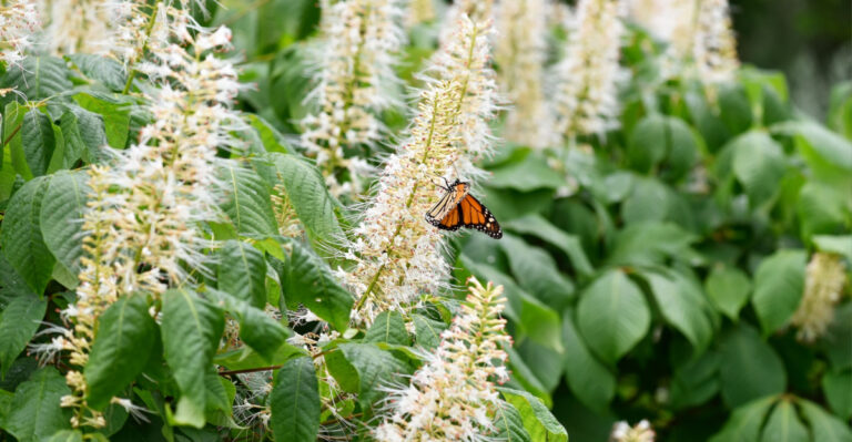 These Are The Native Ohio Plants To Grow Instead Of Spirea In Foundation Plantings