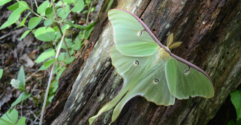 luna moth