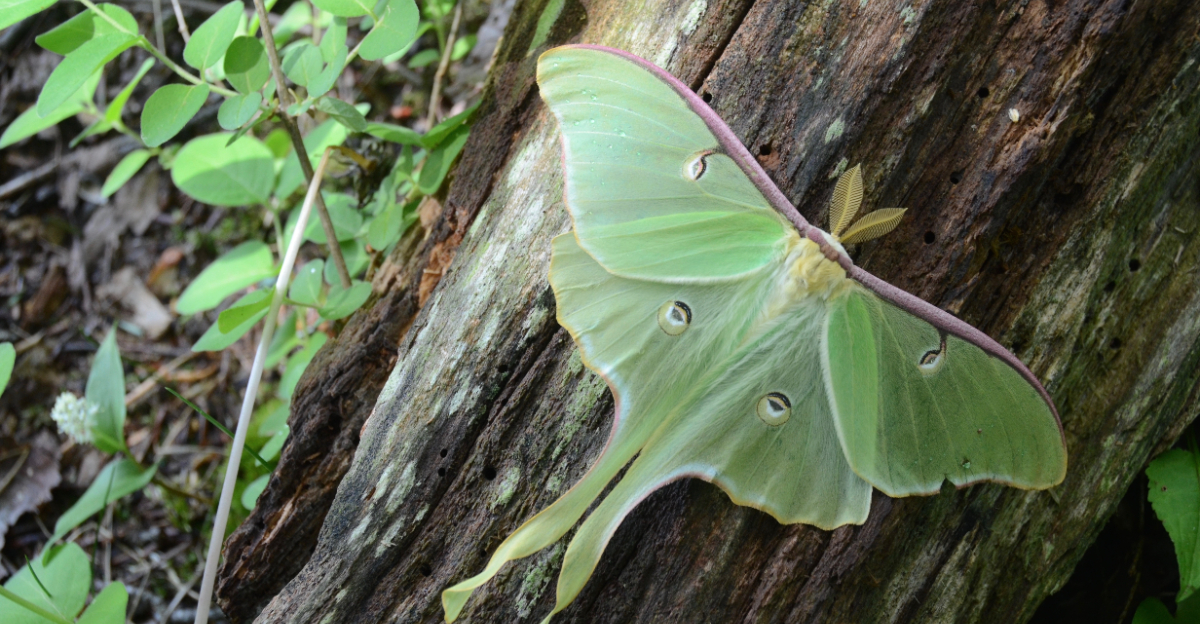 luna moth