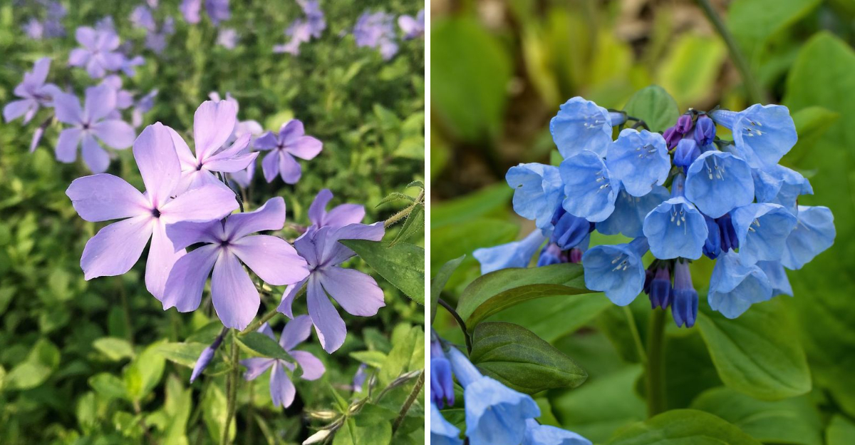 woodland phlox and virginia bluebells