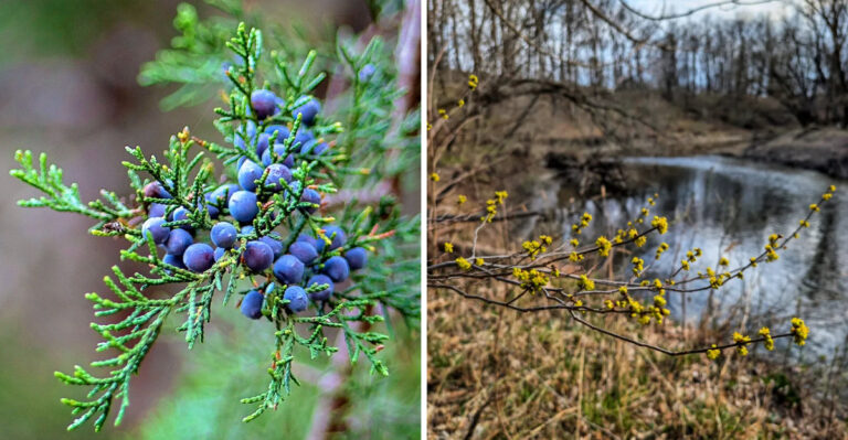 eastern red cedar and spicebush