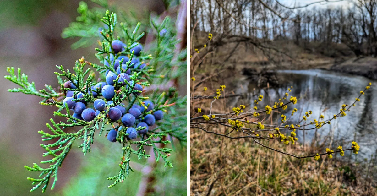 eastern red cedar and spicebush
