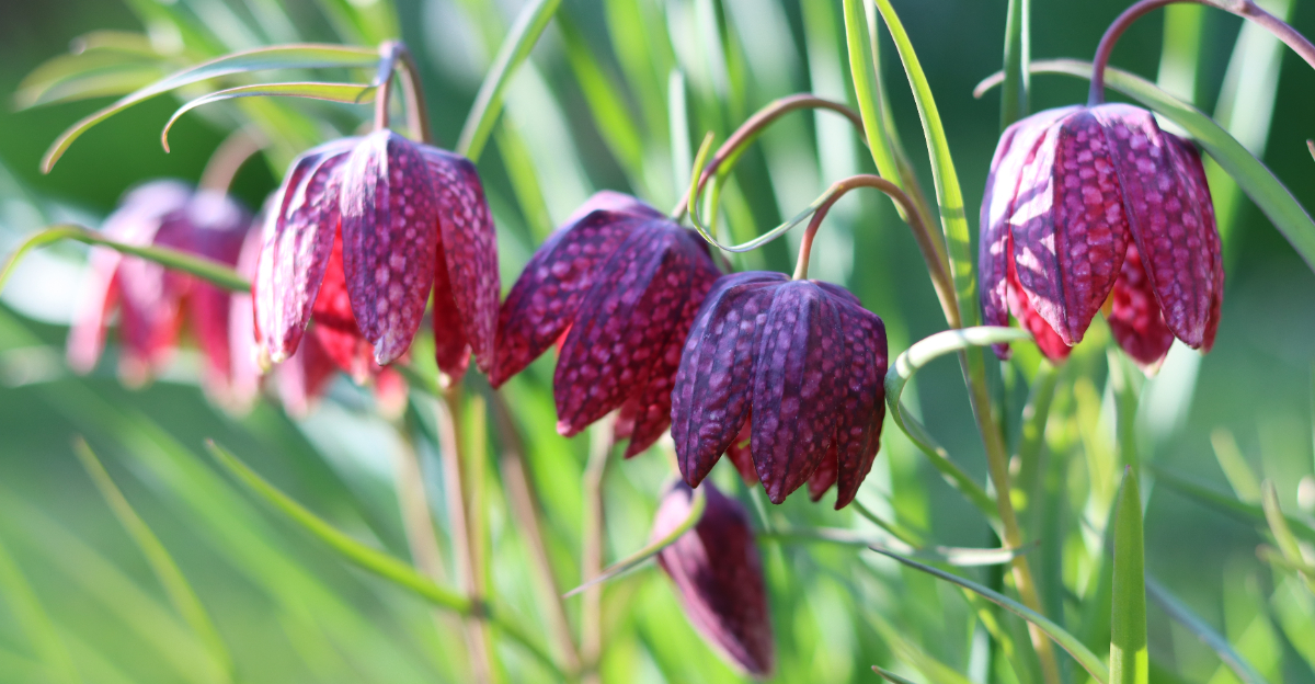 fritillaria