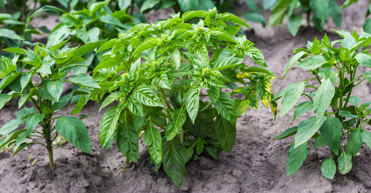 pepper and basil