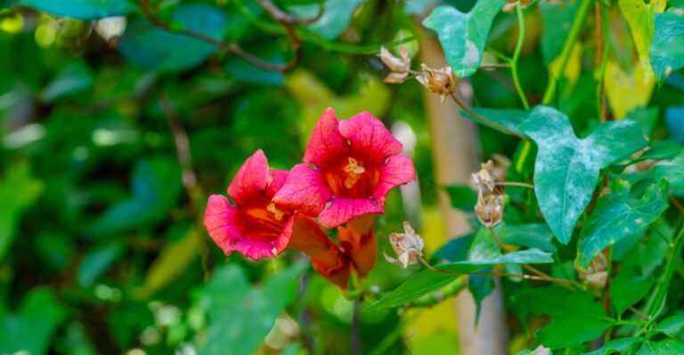 These Are The North Carolina Vines You Plant Once And They Cover Ugly Fences For Decades