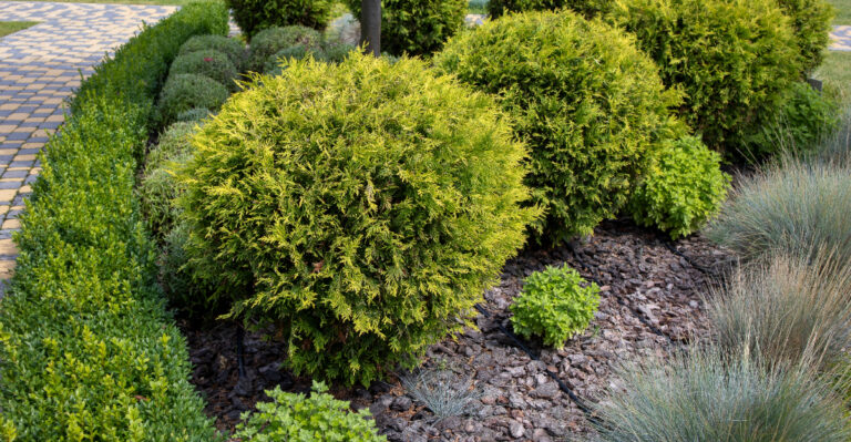 golden globe arborvitae