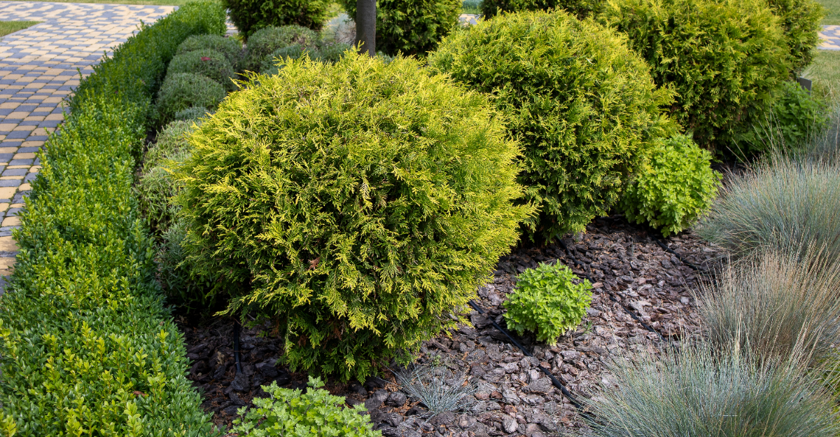golden globe arborvitae
