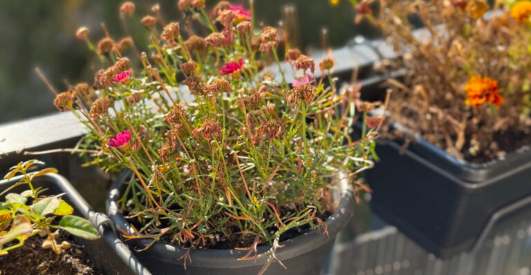 wilting container
