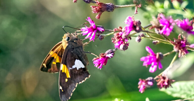 Silver spotted skipper butterfly feeding on ironweed blooms