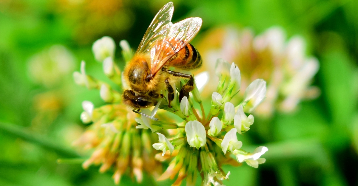 bee on a white clover