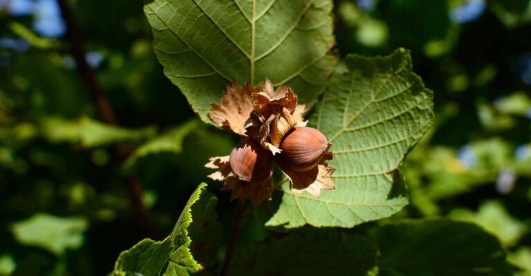 American Hazelnut