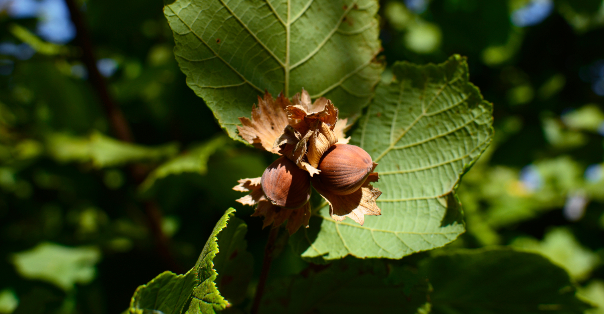 American Hazelnut
