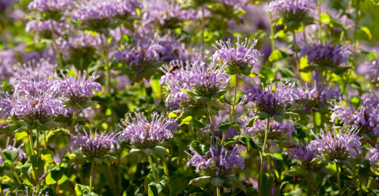 wild bergamot